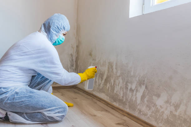 Best White Mold Remediation in Parchment, MI