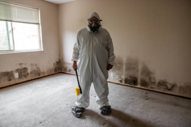 Best Health and Safety Mold Remediation in Parchment, MI