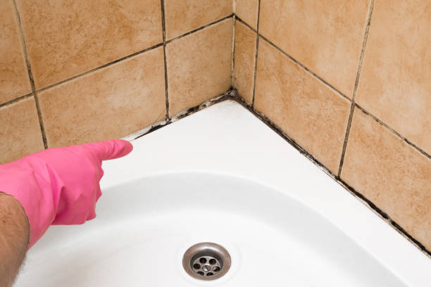 Best Crawl Space Mold Remediation in Parchment, MI